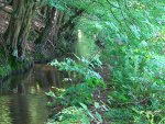 Bachverlauf zur Mühle in mühevoller Arbeit angelegt, begradigt und sauber gehalten